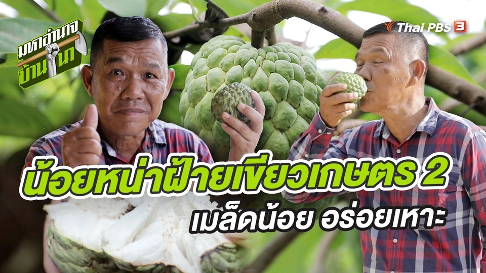 น้อยหน่าฝ้ายเขียวเกษตร 2 เมล็ดน้อย อร่อยเหาะ