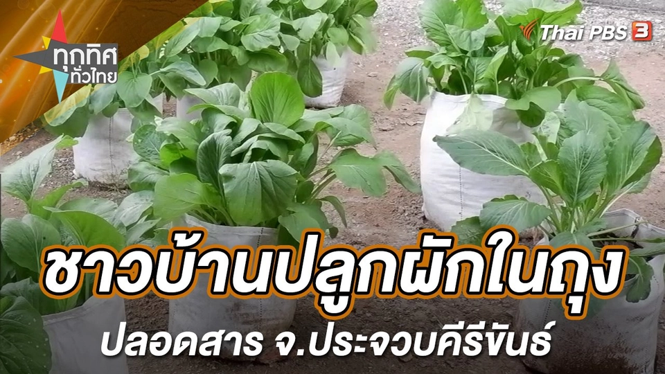 ชาวบ้านปลูกผักในถุงปลอดสาร จ.ประจวบคีรีขันธ์