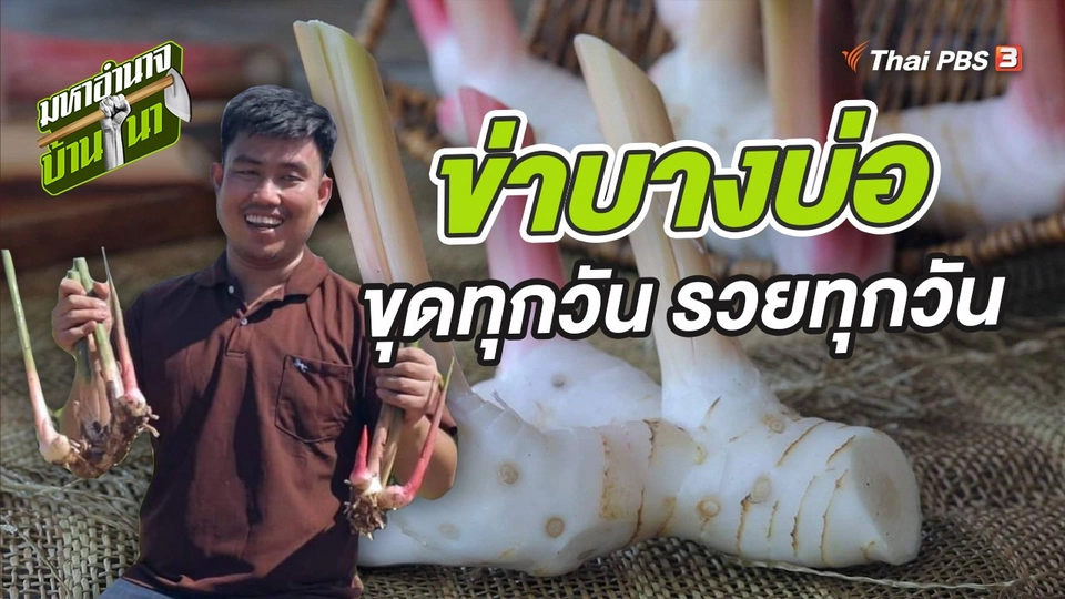 ข่าบางบ่อ ขุดทุกวัน รวยทุกวัน