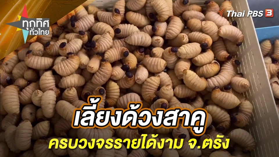 เลี้ยงด้วงสาคูครบวงจรรายได้งาม จ.ตรัง