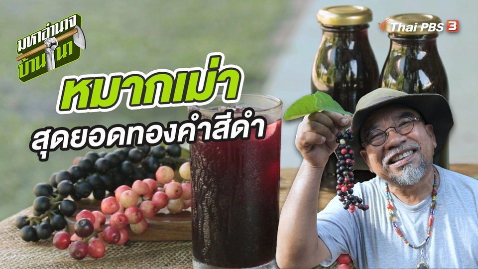 หมากเม่า สุดยอดทองคำสีดำแห่งเทือกเขาภูพาน