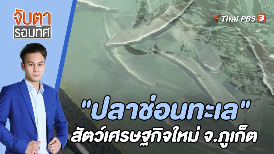 "ปลาช่อนทะเล" สัตว์เศรษฐกิจใหม่ จ.ภูเก็ต | 7 ต.ค. 65