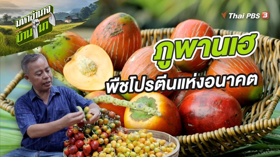 ภูพานเฮ พืชโปรตีนแห่งอนาคต