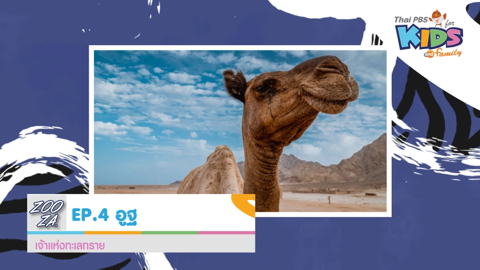 "อูฐ" เจ้าแห่งทะเลทราย