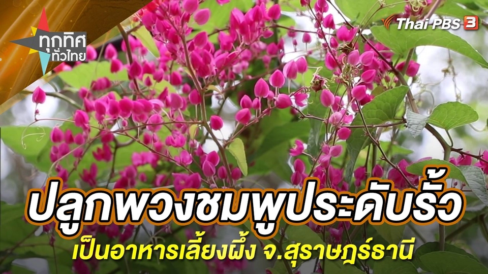 ปลูกพวงชมพูประดับรั้วเป็นอาหารเลี้ยงผึ้ง จ.สุราษฎร์ธานี