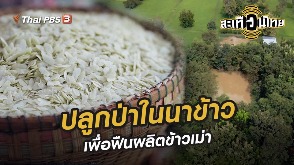 ปลูกป่าในนาข้าว