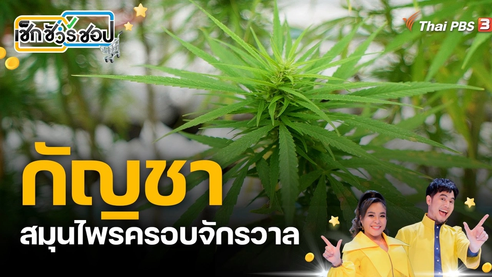 กัญชา สมุนไพรครอบจักรวาล