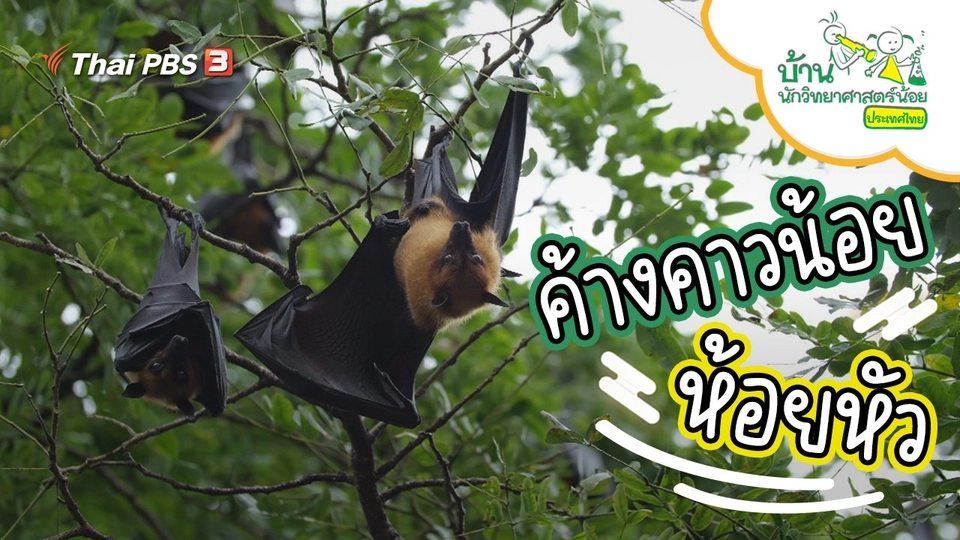 ค้างคาวน้อยห้อยหัว