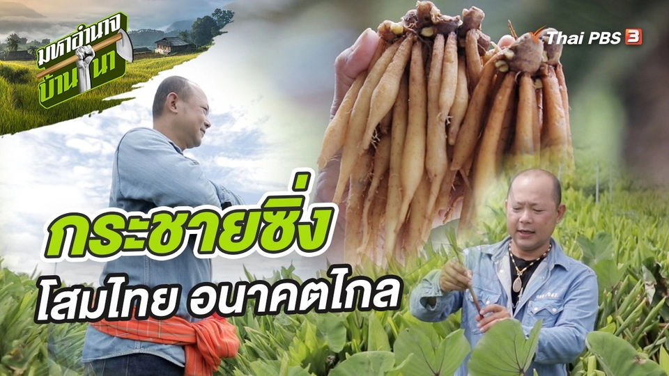 กระชายซิ่ง โสมไทย อนาคตไกล