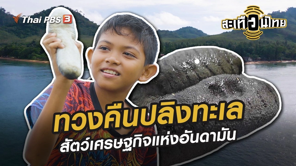 ทวงคืนปลิงทะเล สัตว์เศรษฐกิจแห่งอันดามัน