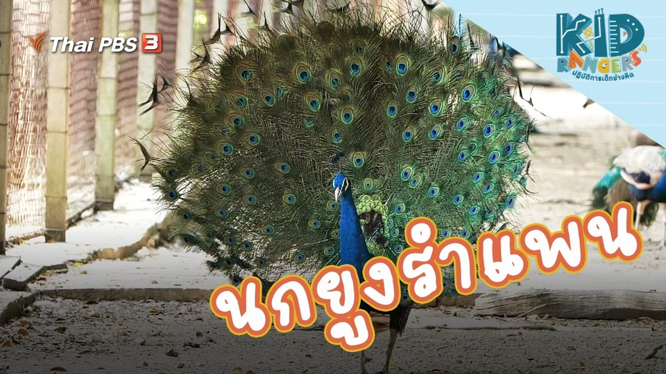 นกยูงรำแพน