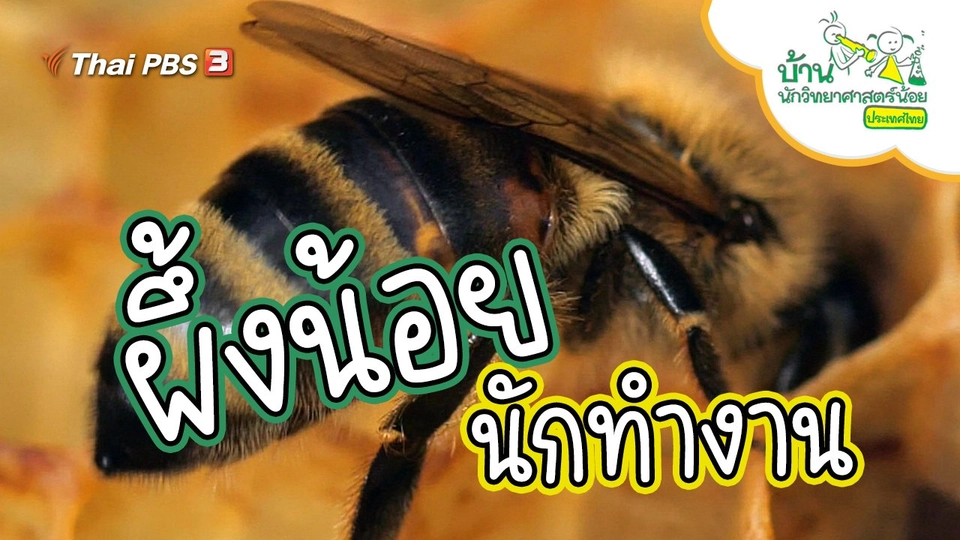 ผึ้งน้อยนักทำงาน