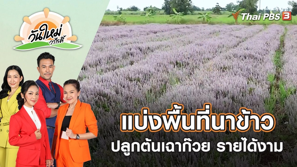 เกษตรกรกำแพงเพชร แบ่งพื้นที่นาข้าวปลูกต้นเฉาก๊วยรายได้งาม | วันใหม่วาไรตี้ | 18 พ.ย. 65