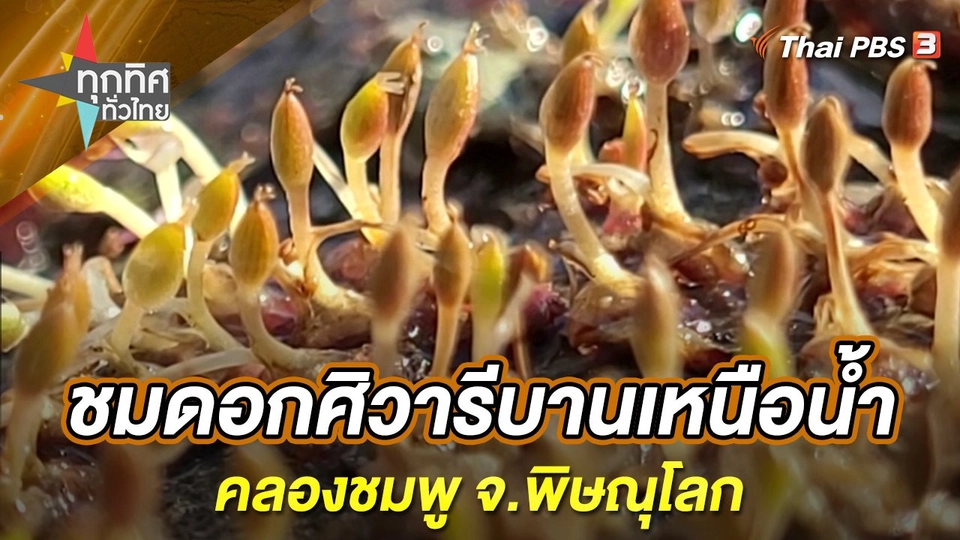 ชมดอกศิวารีบานเหนือน้ำคลองชมพู จ.พิษณุโลก