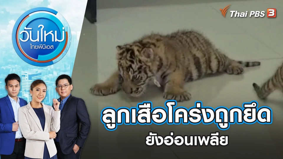 ลูกเสือโคร่งถูกยึด ยังอ่อนเพลีย | วันใหม่ ไทยพีบีเอส | 17 พ.ย. 65