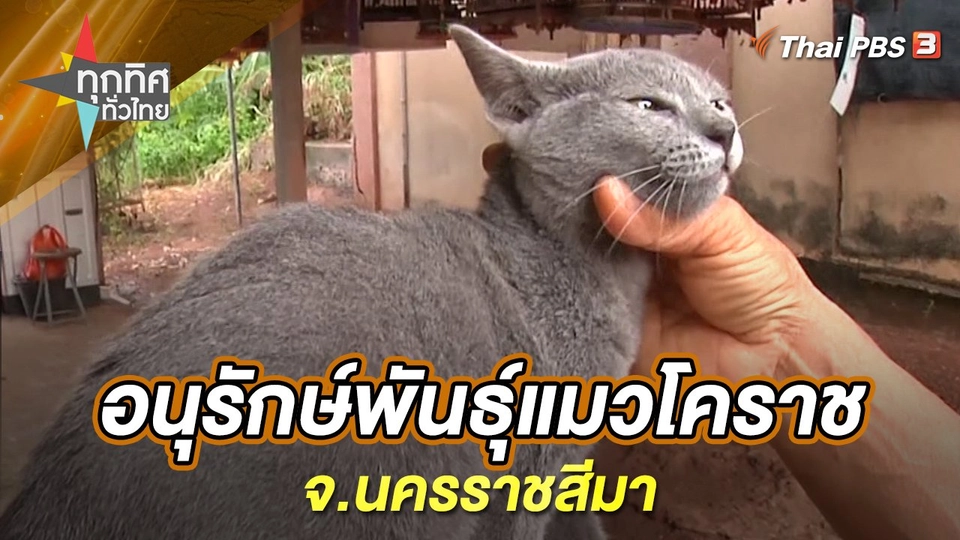 อนุรักษ์พันธุ์แมวโคราช จ.นครราชสีมา