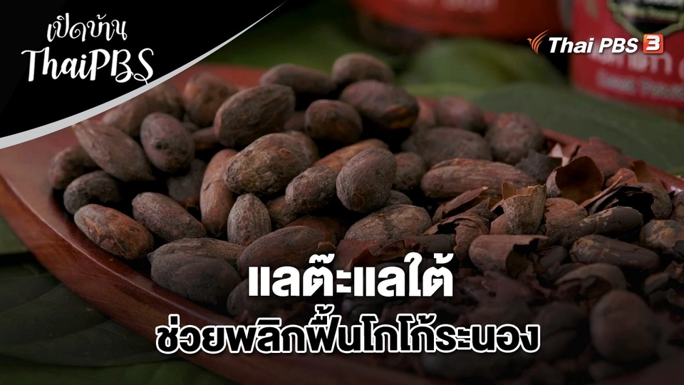 แลต๊ะแลใต้ ช่วยพลิกฟื้นโกโก้ระนอง