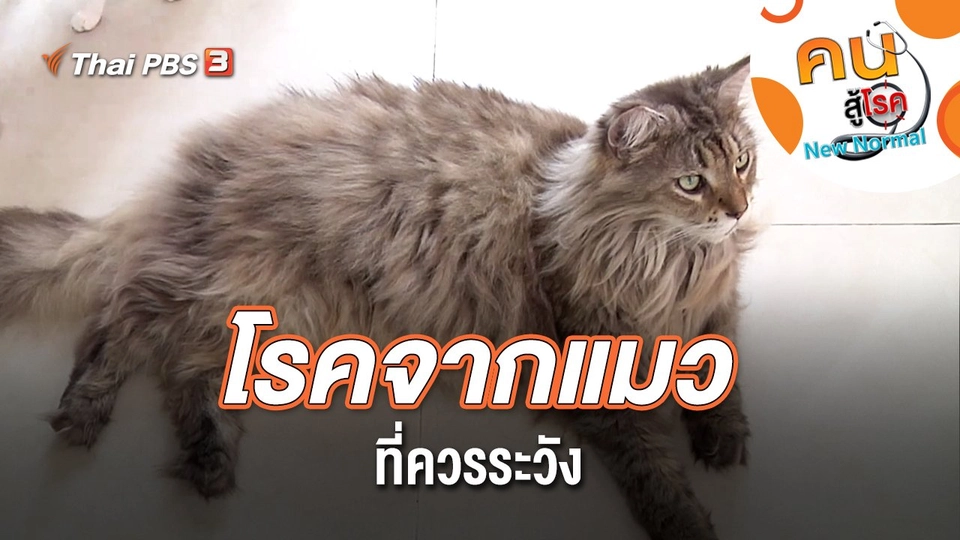 โรคจากแมวที่ควรระวัง