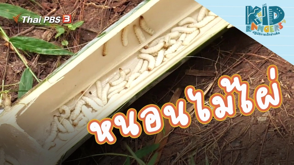 หนอนไม้ไผ่