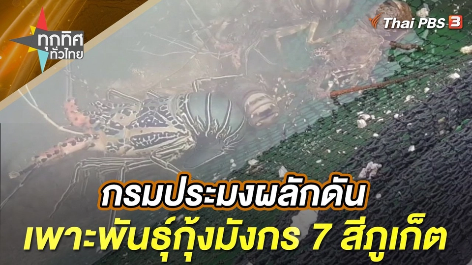 กรมประมงผลักดันเพาะพันธุ์กุ้งมังกร 7 สีภูเก็ต