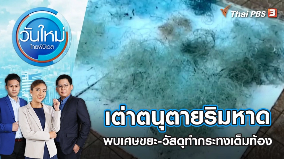 เต่าตนุตายริมหาด พบเศษขยะ-วัสดุทำกระทงเต็มท้อง | วันใหม่ ไทยพีบีเอส | 29 พ.ย. 65