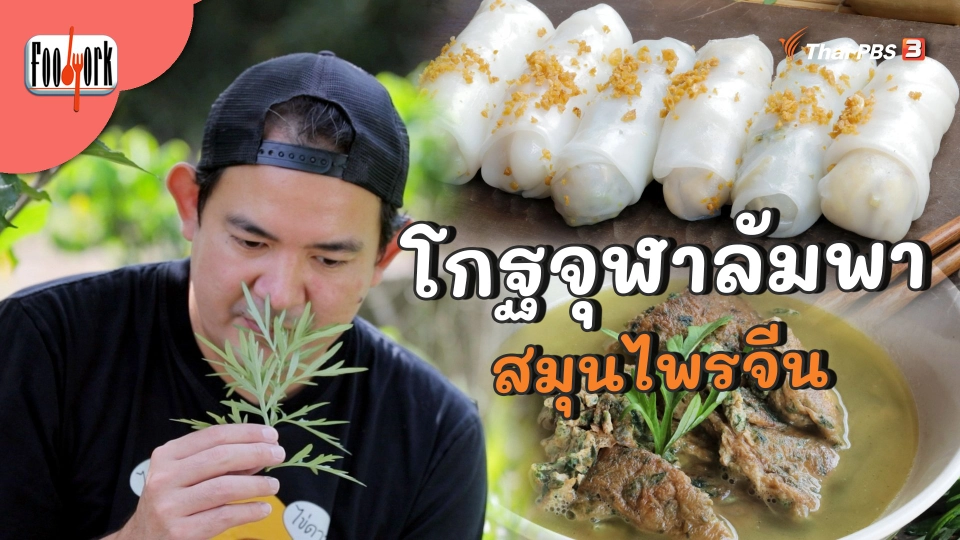 สมุนไพรจีนสารพัดประโยชน์ โกฐจุฬาลัมพา