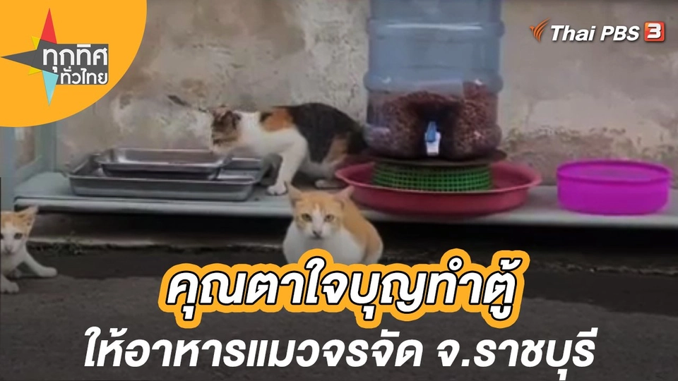 คุณตาใจบุญทำตู้ให้อาหารแมวจรจัด จ.ราชบุรี