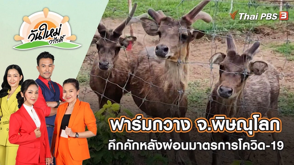 ฟาร์มกวาง จ.พิษณุโลก กลับมาคึกคัก หลังผ่อนมาตรการโควิด-19 | วันใหม่วาไรตี้ | 18 ก.ค. 65