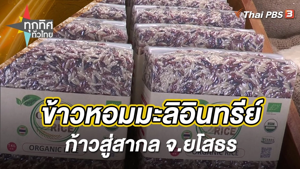 ข้าวหอมมะลิอินทรีย์ก้าวสู่สากล จ.ยโสธร
