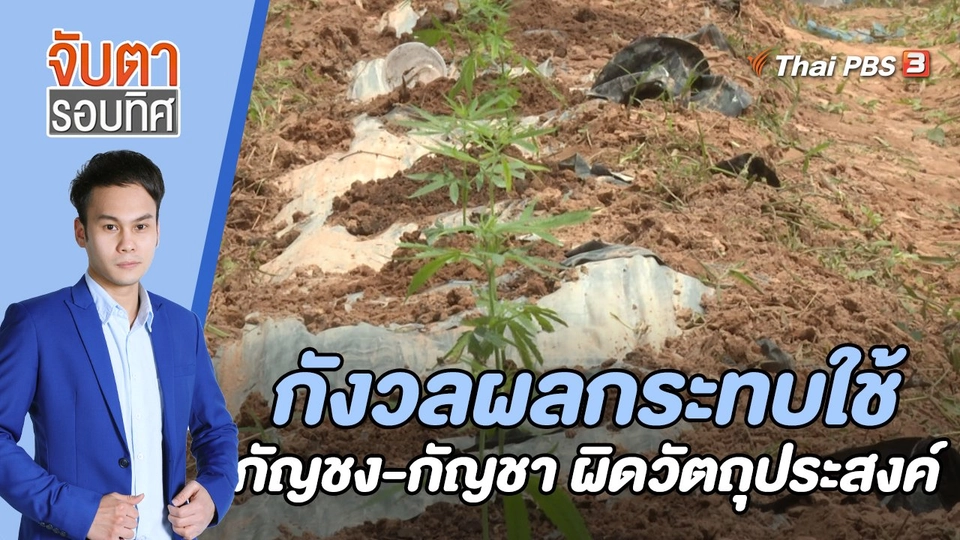 กังวลผลกระทบใช้กัญชง - กัญชา ผิดวัตถุประสงค์ | จับตารอบทิศ | 20 ก.ค. 65