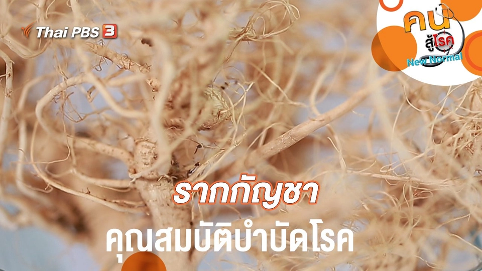 รากกัญชา คุณสมบัติบำบัดโรค