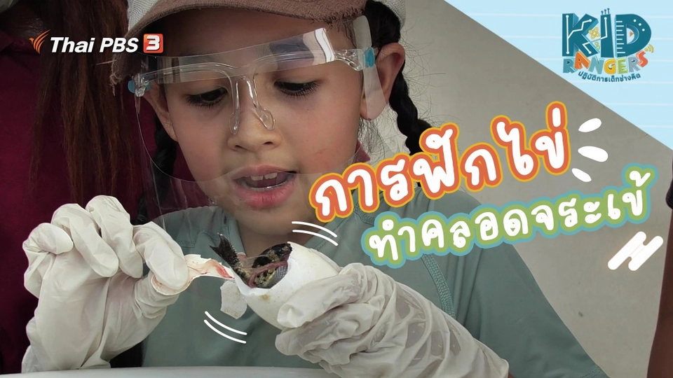 การฟักไข่ทำคลอดจระเข้