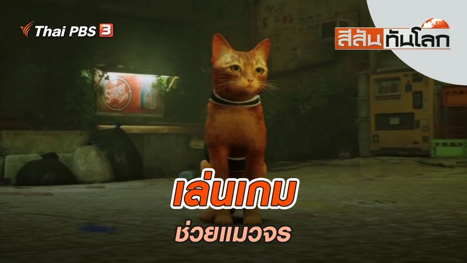 เล่นเกมช่วยแมวจร | สีสันทันโลก | 14 ส.ค. 65