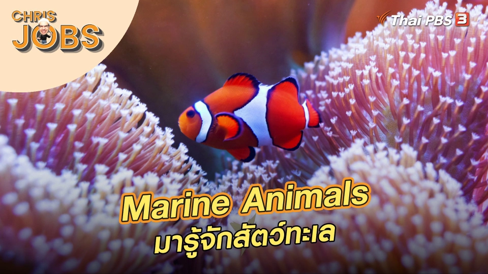 Marine Animals