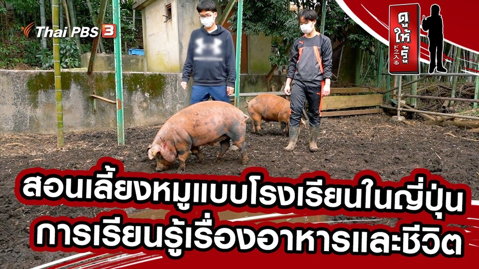 สอนเลี้ยงหมูแบบโรงเรียนในญี่ปุ่น : การเรียนรู้เรื่องอาหารและชีวิต