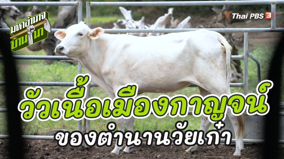 วัวเนื้อเมืองกาญจน์ของตำนานวัยเก๋า