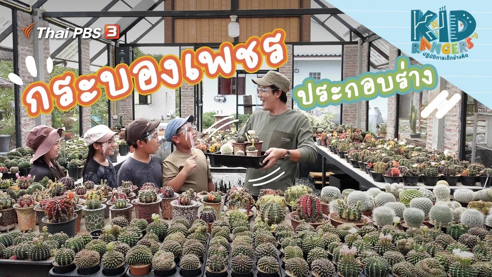 กระบองเพชรประกอบร่าง