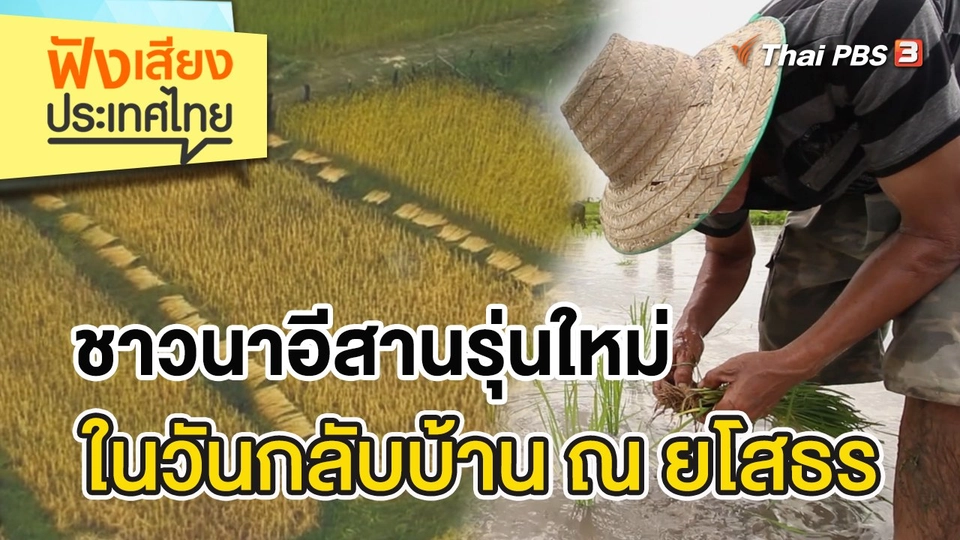 ชาวนาอีสานรุ่นใหม่ในวันกลับบ้าน ณ ยโสธร