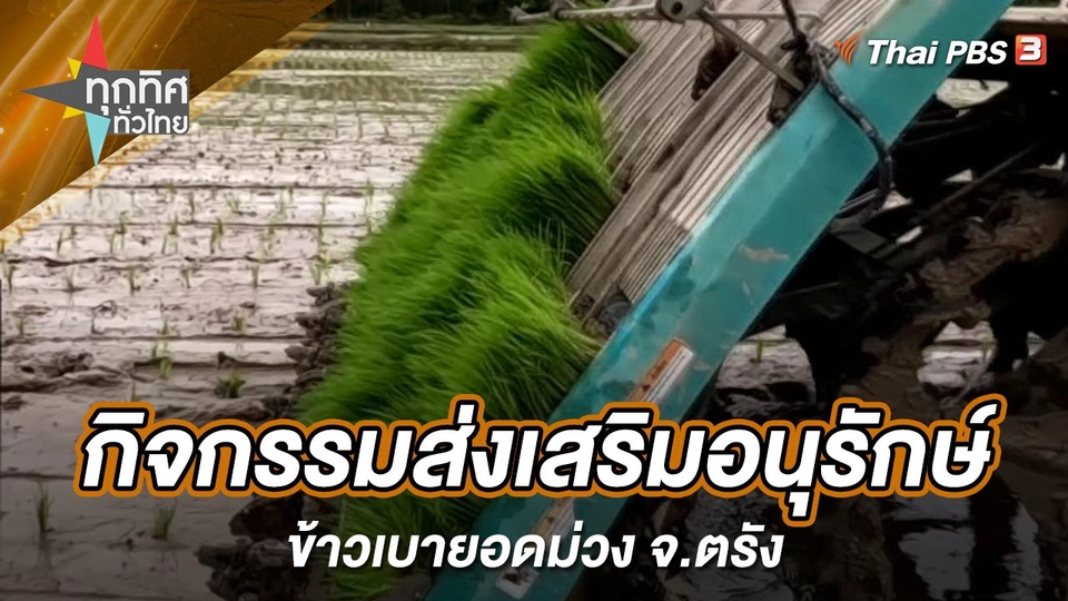 กิจกรรมส่งเสริมอนุรักษ์ข้าวเบายอดม่วง จ.ตรัง