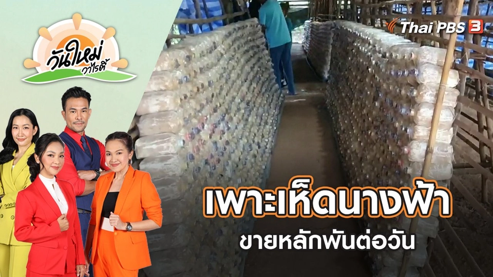 ตกงานกลับบ้านเกิด เพาะเห็ดนางฟ้าขายหลักพันต่อวัน | วันใหม่วาไรตี้ | 26 ส.ค. 65