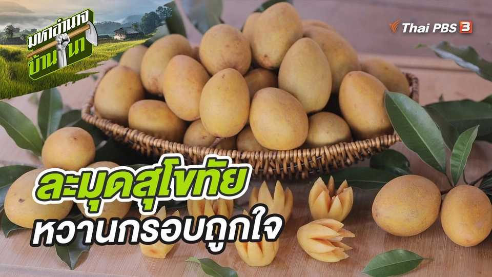 ละมุดสุโขทัย หวานกรอบถูกใจ ปลูกอย่างไรก็ไม่ตาย