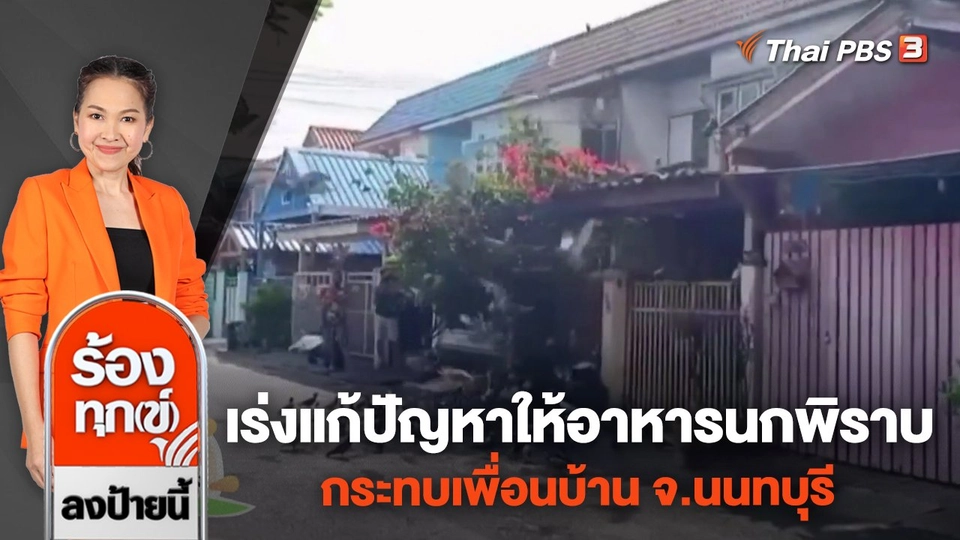 เร่งแก้ปัญหาให้อาหารนกพิราบกระทบเพื่อนบ้าน จ.นนทบุรี