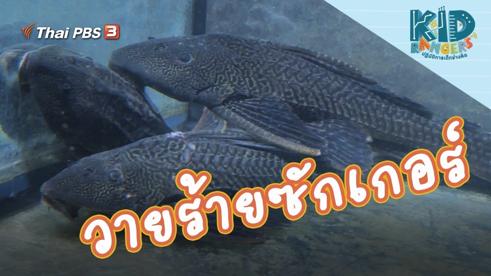 วายร้ายซักเกอร์