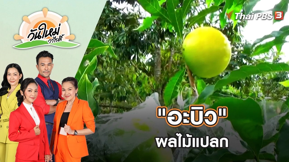 "อะบิว" ผลไม้แปลก รสชาติเหมือนผลไม้ 3 ชนิด อยู่ในลูกเดียวกัน | วันใหม่วาไรตี้ | 15 ธ.ค. 65