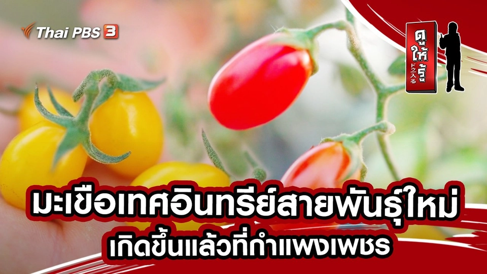 มะเขือเทศอินทรีย์สายพันธุ์ใหม่ เกิดขึ้นแล้วที่กำแพงเพชร