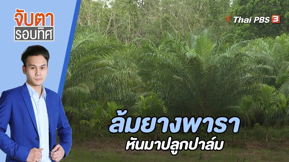 ล้มยางพารา หันมาปลูกปาล์ม | 20 ธ.ค. 65