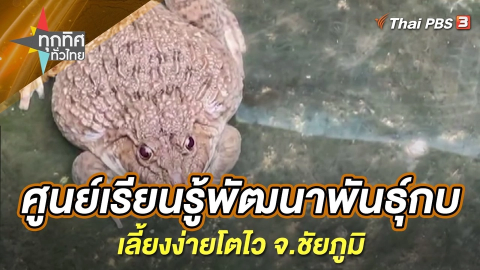 ศูนย์เรียนรู้พัฒนาพันธุ์กบเลี้ยงง่ายโตไว จ.ชัยภูมิ