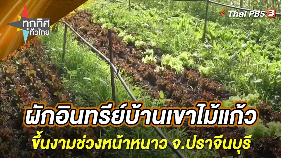 ผักสวนเกษตรอินทรีย์บ้านเขาไม้แก้วขึ้นงามช่วงหน้าหนาว จ.ปราจีนบุรี