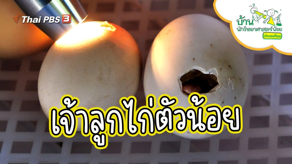 เจ้าลูกไก่ตัวน้อย