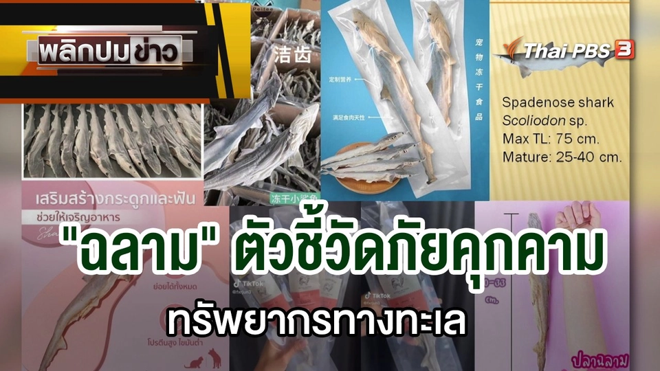 "ฉลาม" ตัวชี้วัดภัยคุกคาม ทรัพยากรทางทะเล